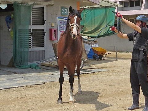 메가스텝 사진