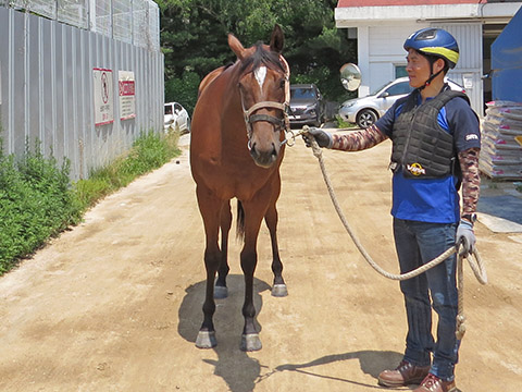 제라퀸 사진