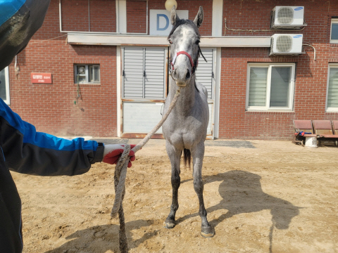 그레이보스 사진