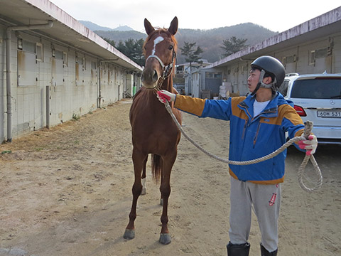 크리솔포시 사진