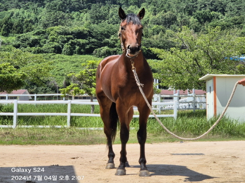 바벨트로페오 사진