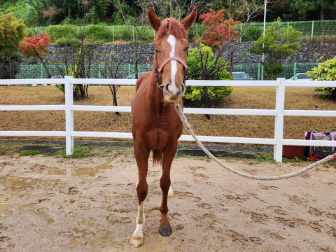 최강루이스 사진