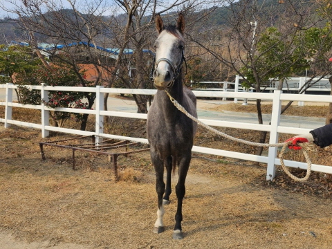 위스트롱 사진