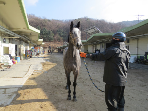 레이스디바 사진