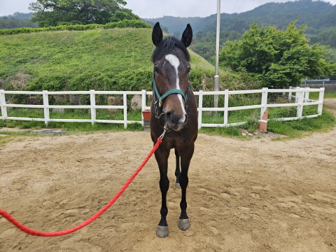 오아시스스타 사진