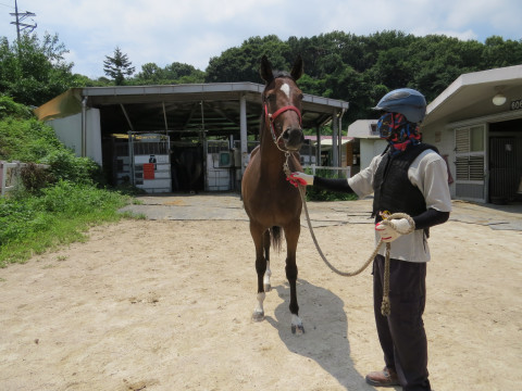 닌자타이거 사진