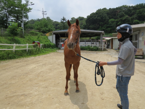 와일드매직 사진