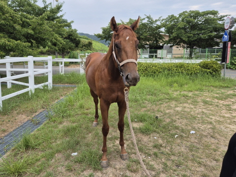이지스크라운 사진