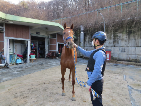 샤프우먼 사진