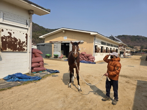 해랑루비 사진