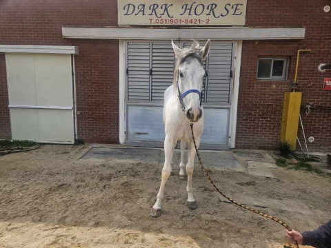 판타스틱로열 사진