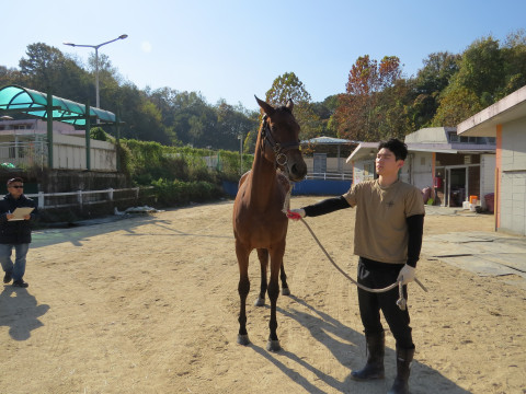 티아라수아 사진