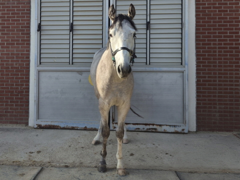 브리도그린 사진