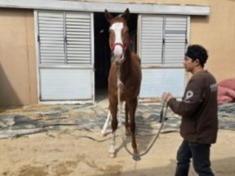 올클리어 사진