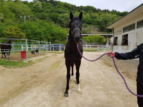 블랙볼트 사진